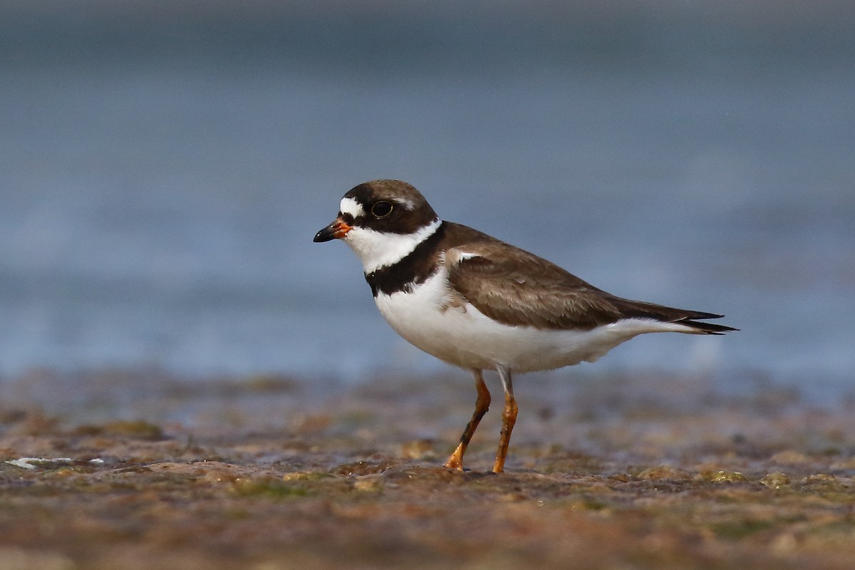 Semipalmated Plover - ML622244911