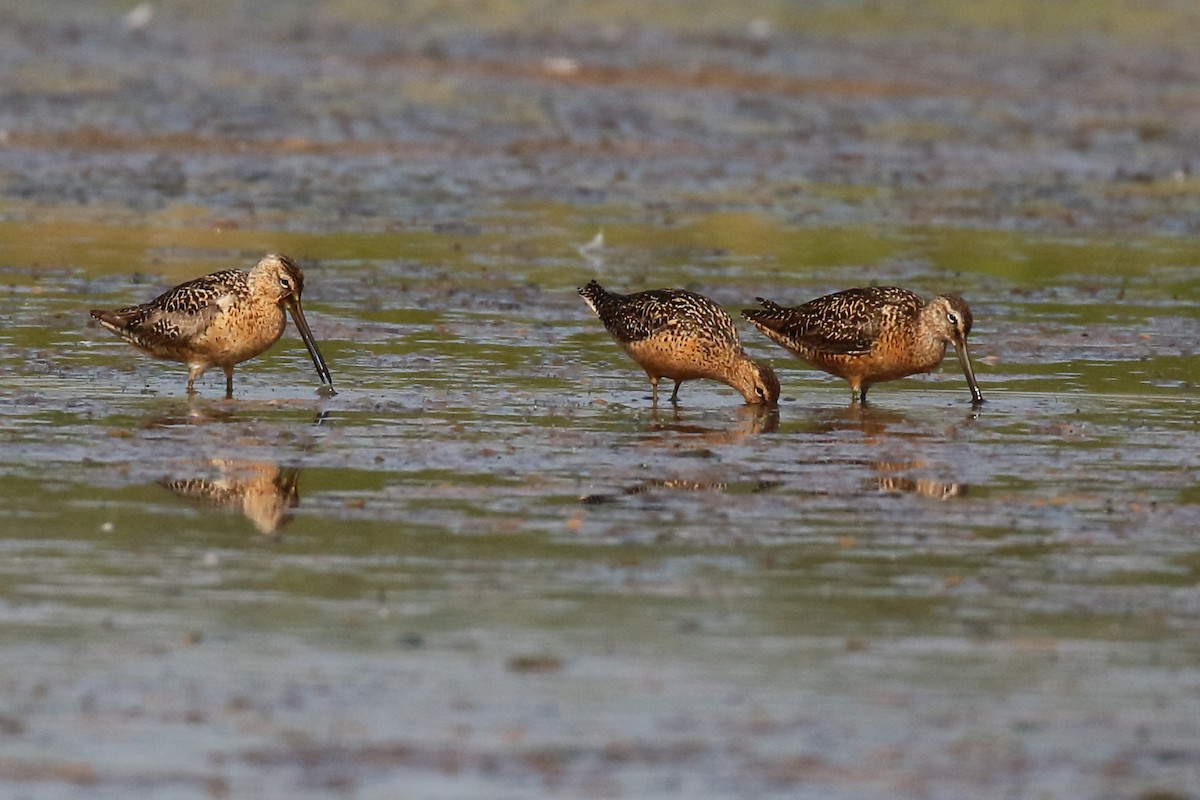 Short-billed/Long-billed Dowitcher - ML622244932