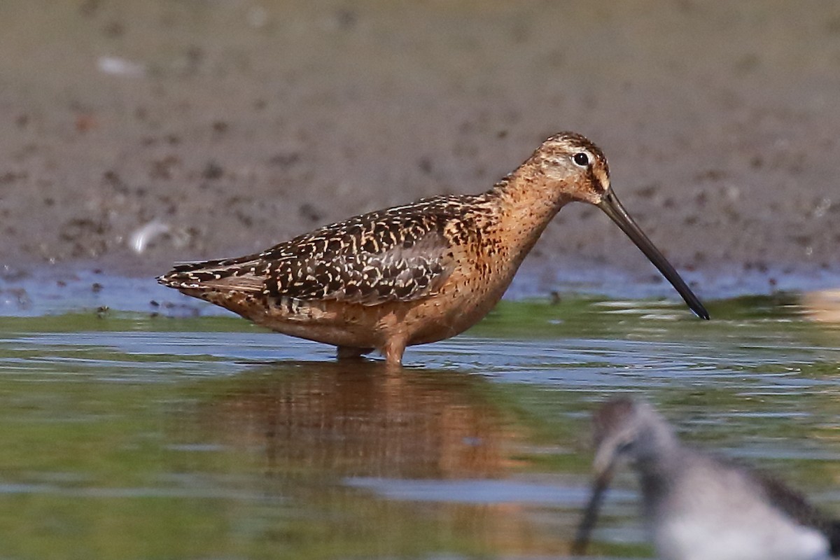 Short-billed/Long-billed Dowitcher - ML622244933