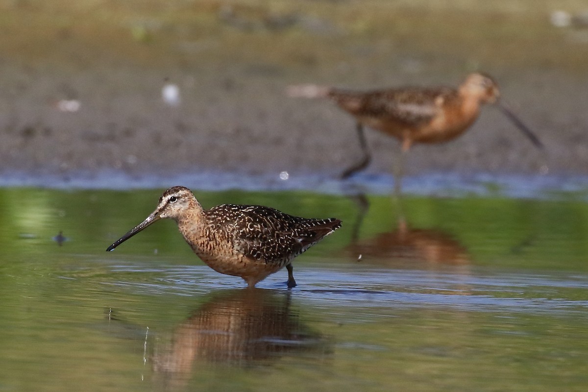 Short-billed/Long-billed Dowitcher - ML622244934