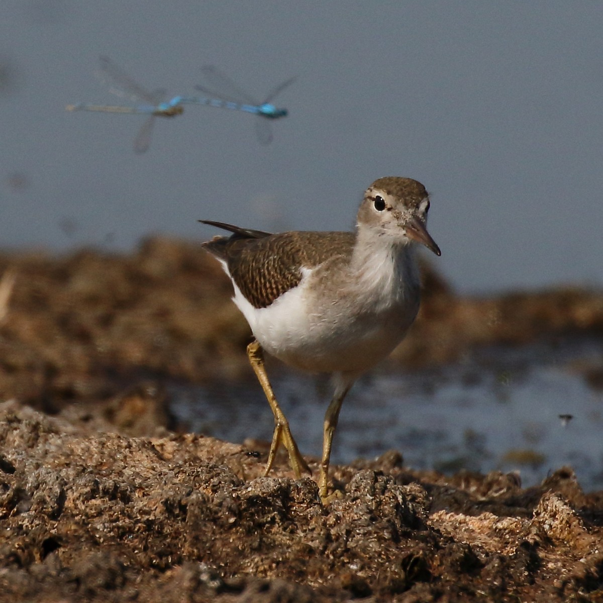 Spotted Sandpiper - Douglas Faulder