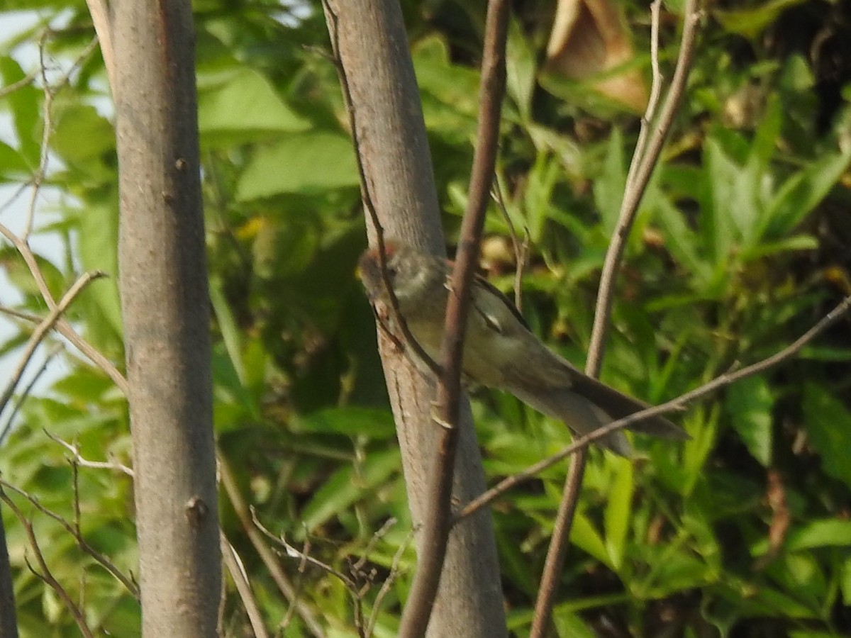 Pale-breasted Spinetail - ML622244959