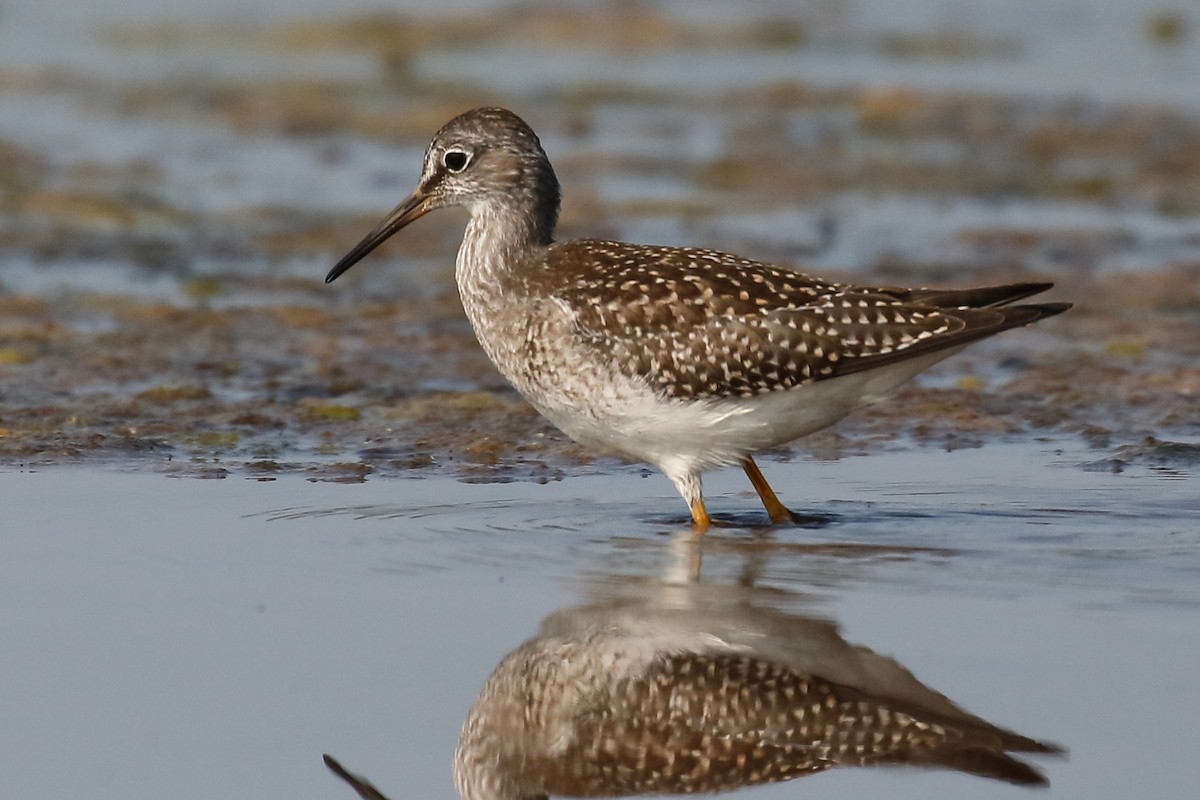 Greater Yellowlegs - ML622244963