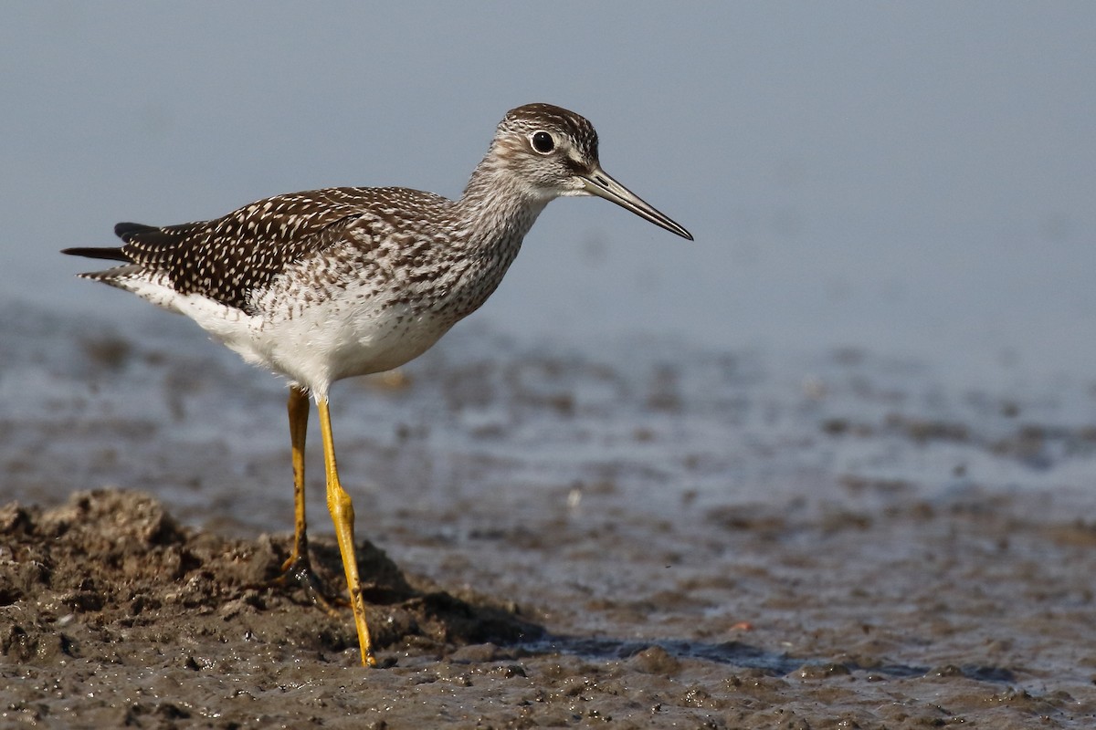 Greater Yellowlegs - ML622244965