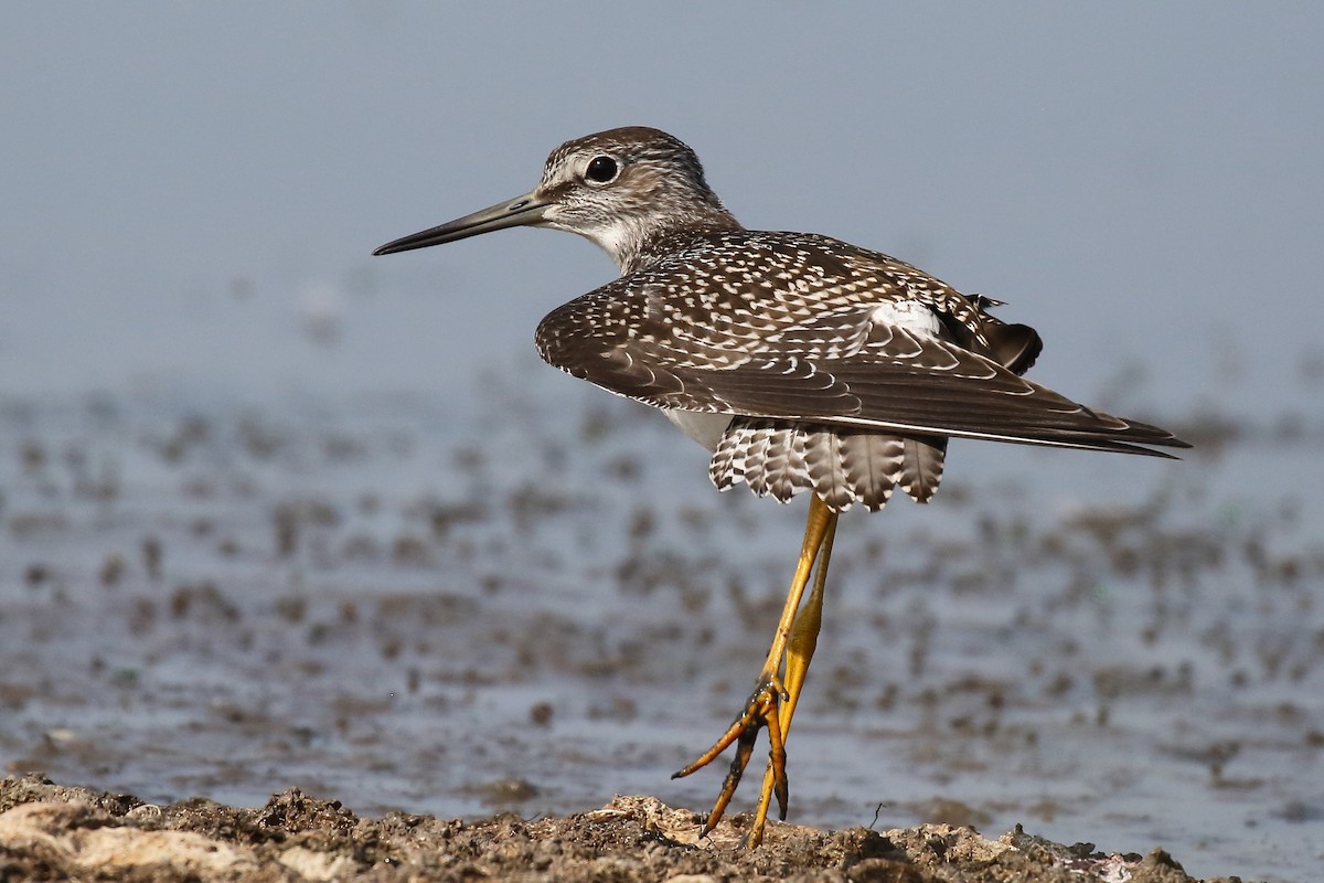 Greater Yellowlegs - ML622244966