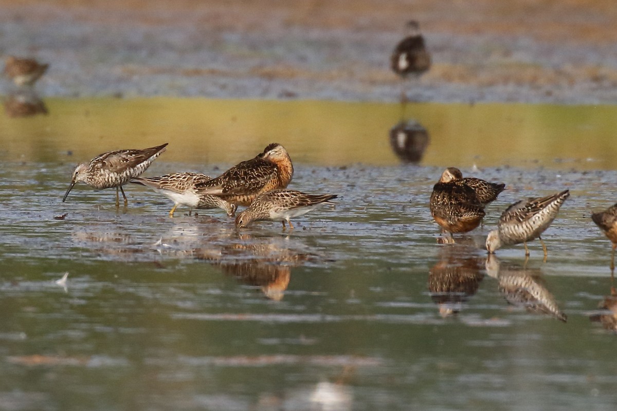 Stilt Sandpiper - ML622244975