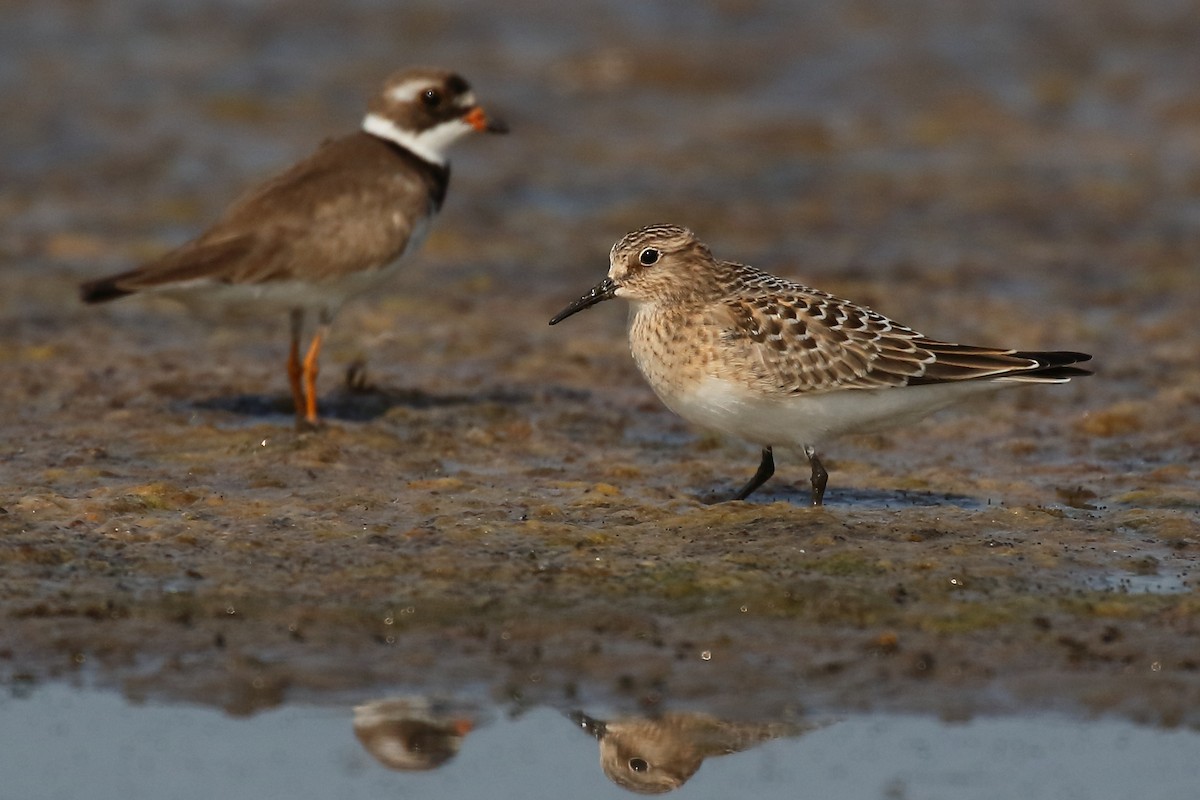 Baird's Sandpiper - ML622245027