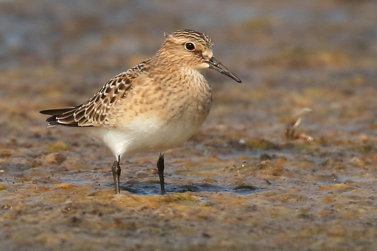 Baird's Sandpiper - ML622245029