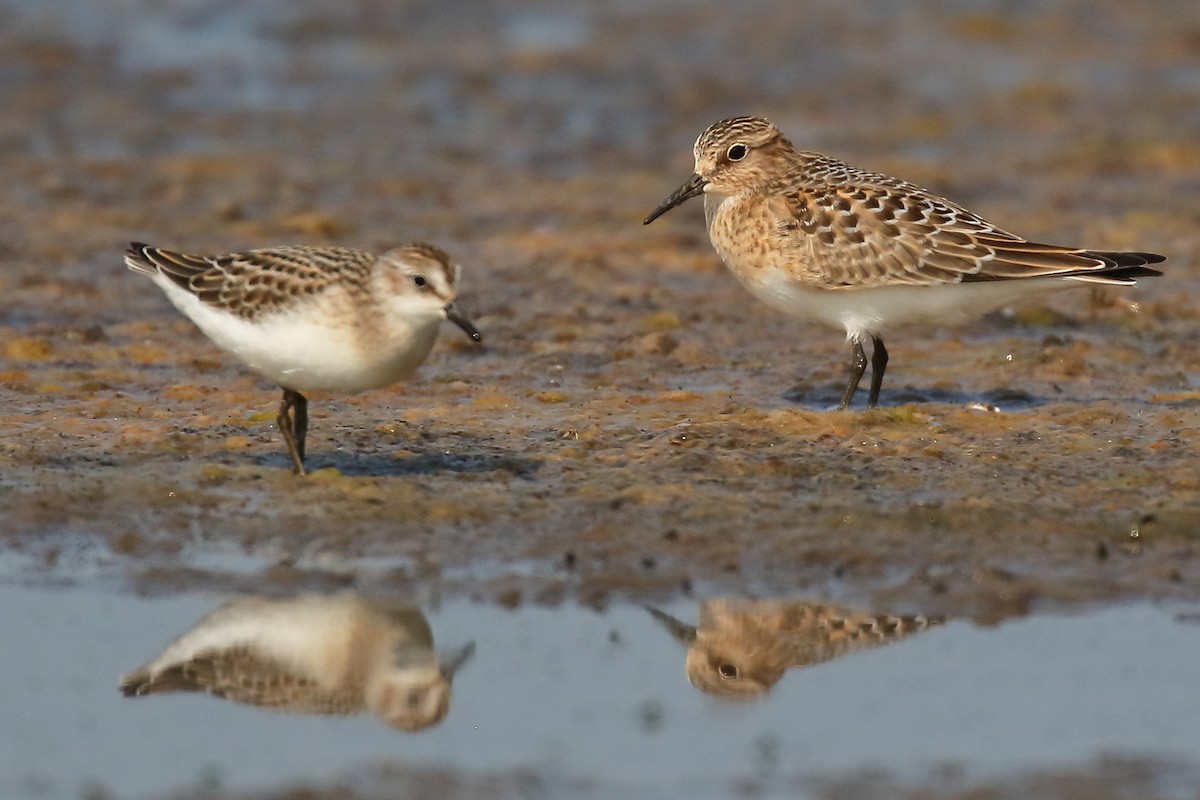 Baird's Sandpiper - ML622245030