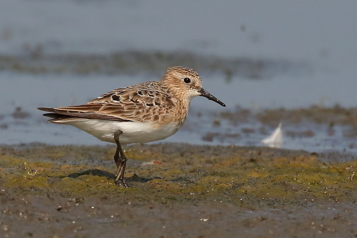 Baird's Sandpiper - ML622245088