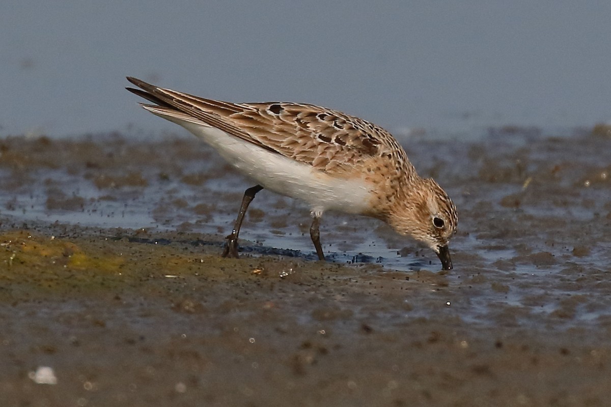 Baird's Sandpiper - ML622245089