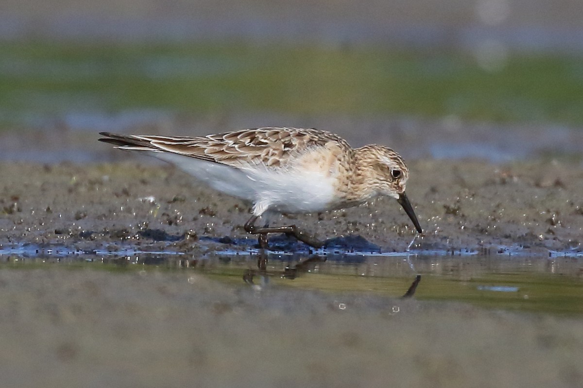 Baird's Sandpiper - ML622245090