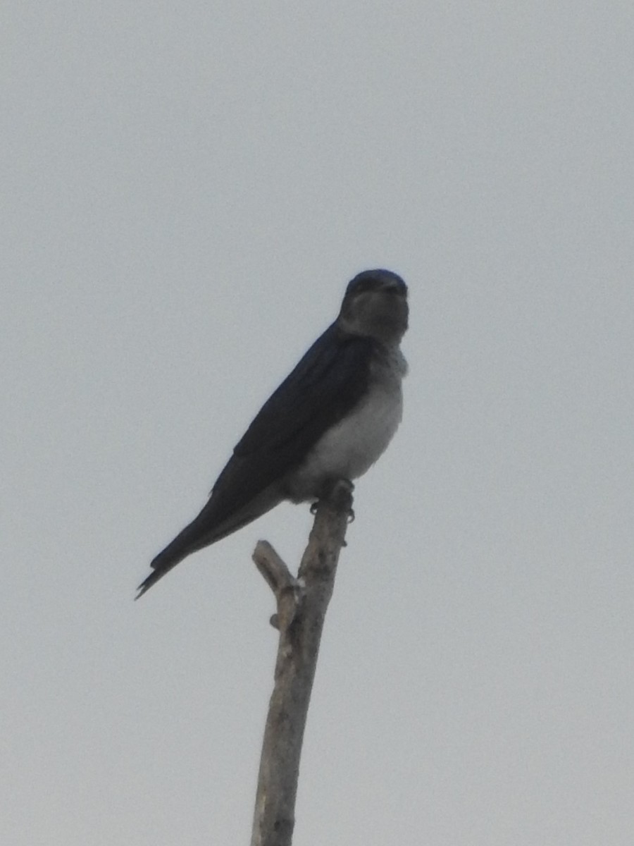 Gray-breasted Martin - ML622245095