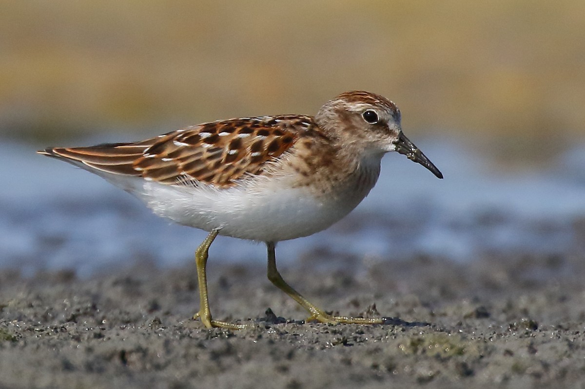 Least Sandpiper - ML622245106