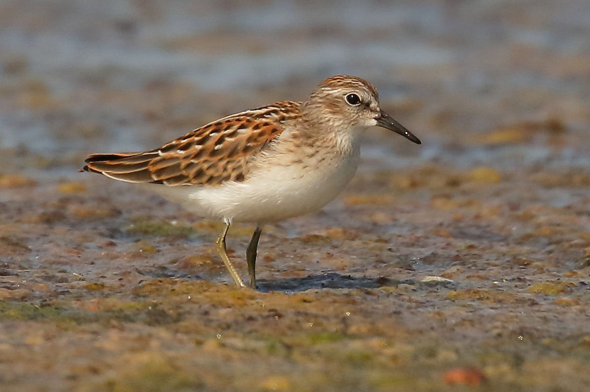 Least Sandpiper - ML622245107