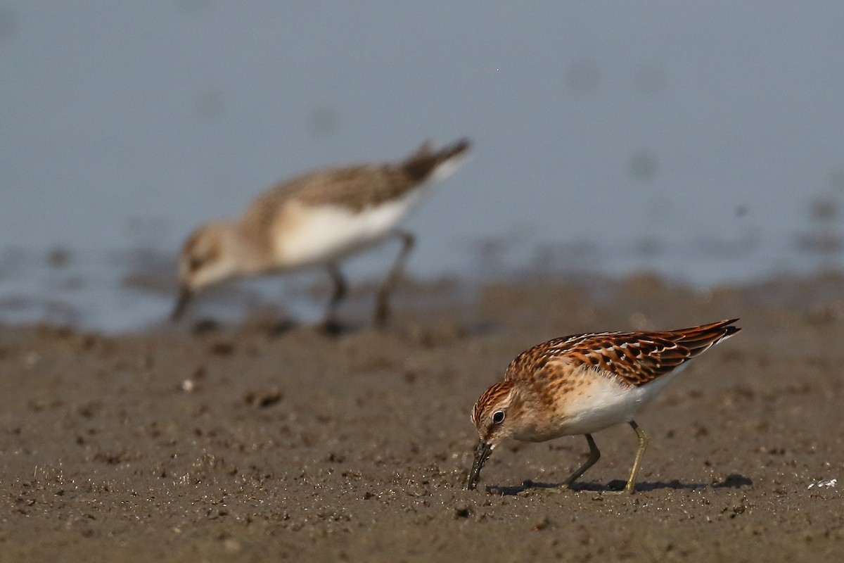 Least Sandpiper - ML622245108