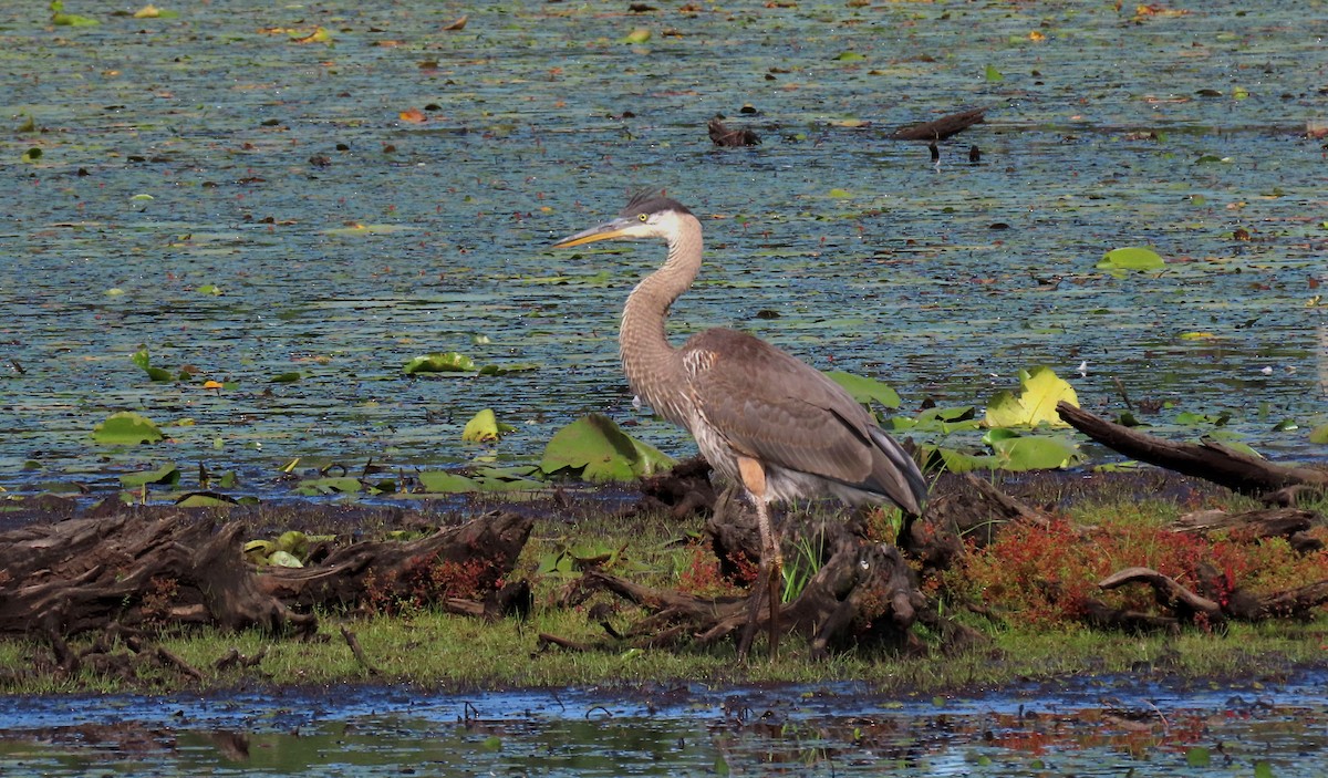 Great Blue Heron - ML622245110