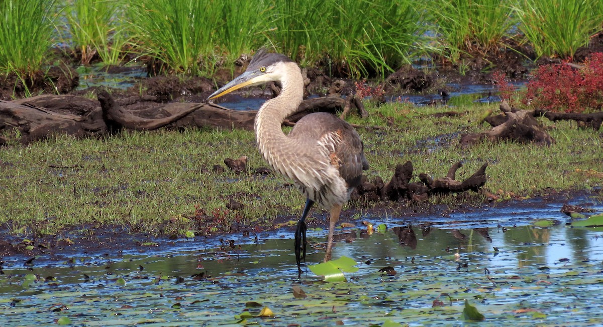 Great Blue Heron - ML622245111