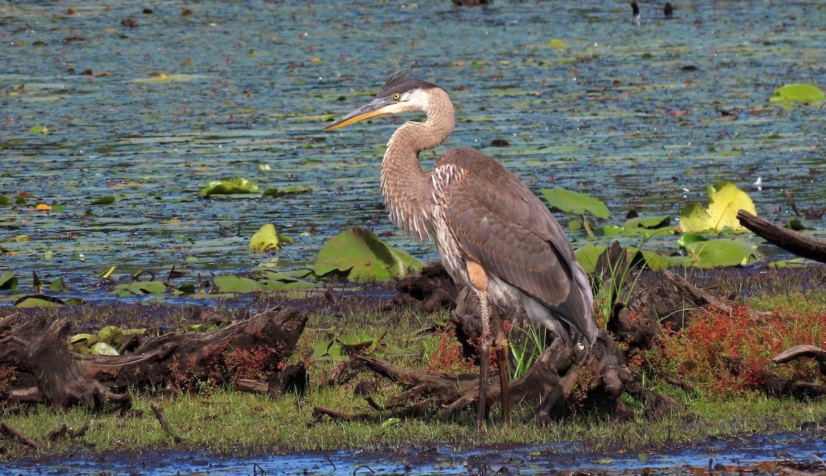 Great Blue Heron - ML622245112