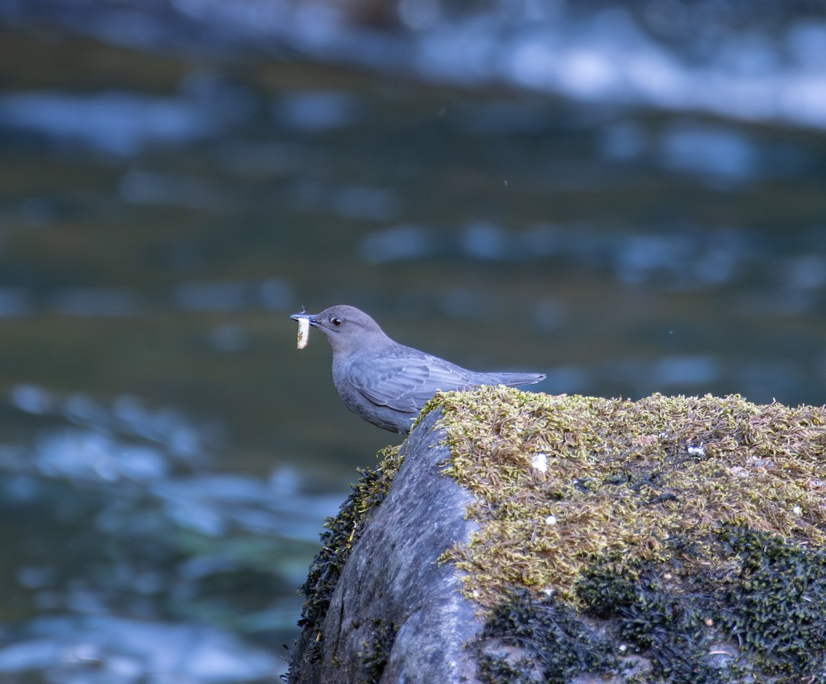 American Dipper - ML622245172