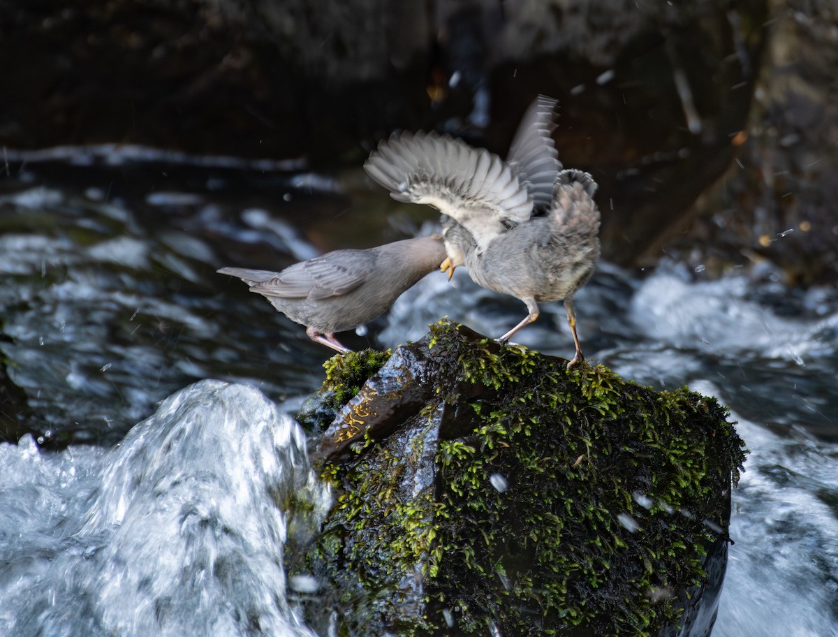 American Dipper - ML622245173