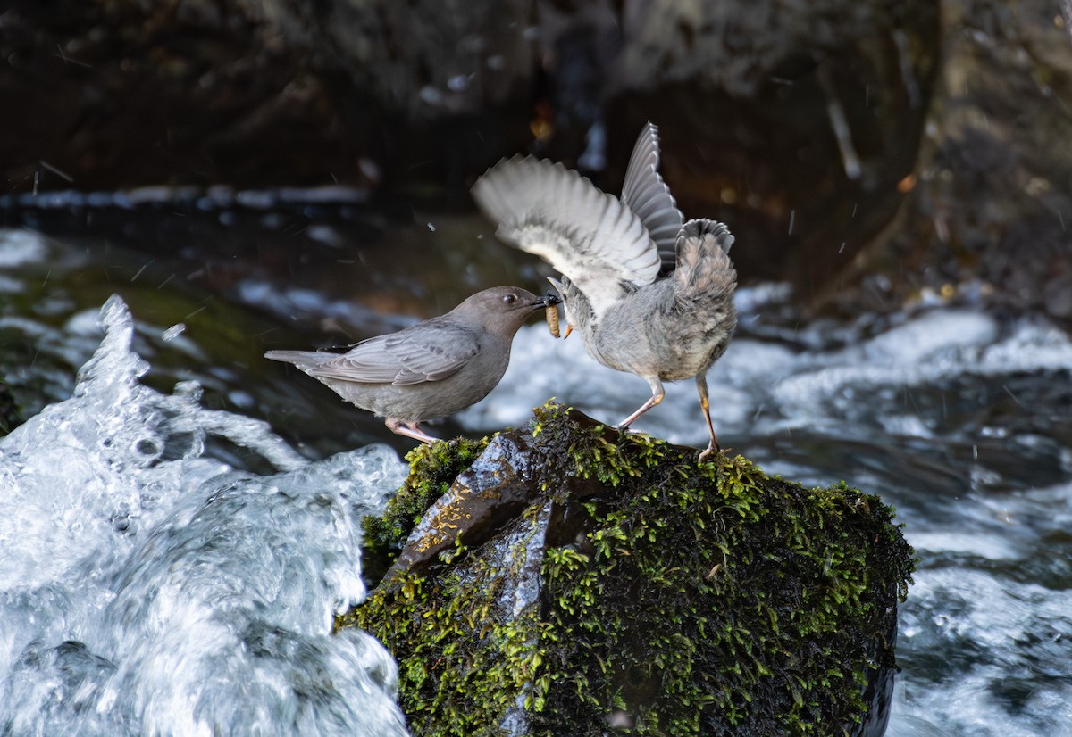 American Dipper - ML622245174