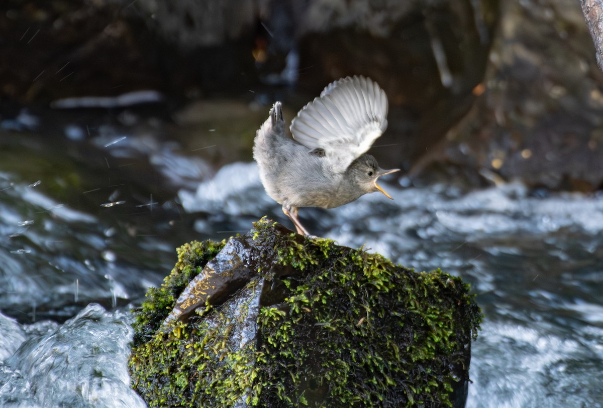 American Dipper - ML622245175