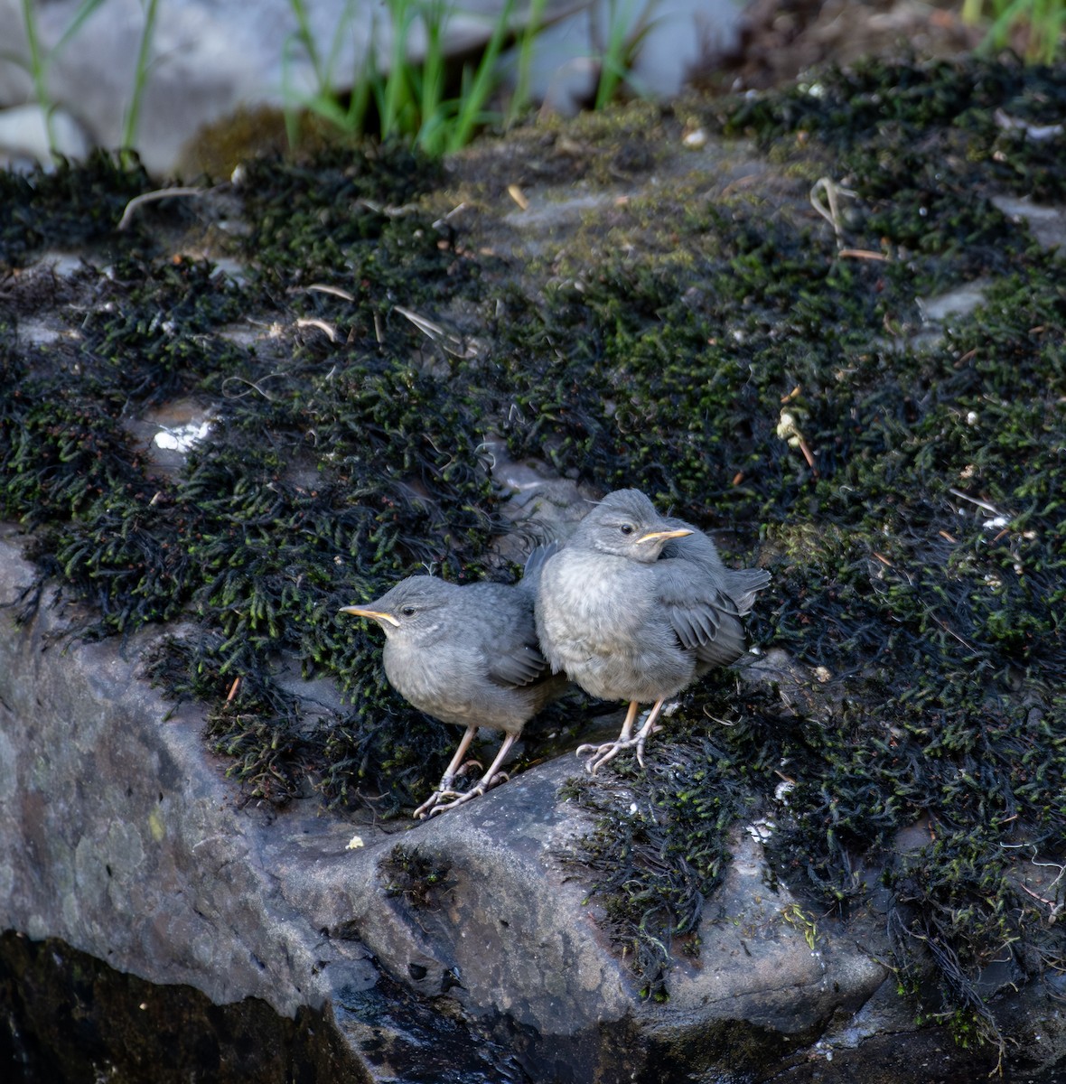 American Dipper - ML622245176