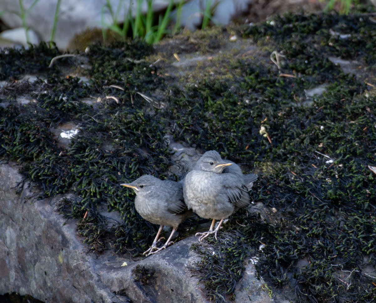 American Dipper - ML622245177