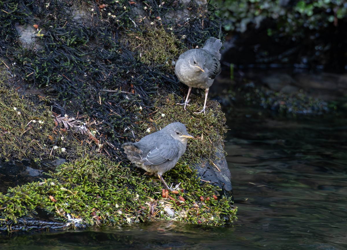 American Dipper - ML622245179