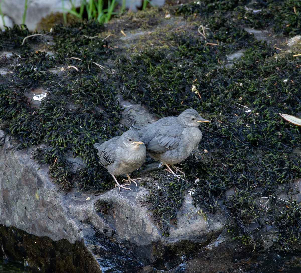 American Dipper - ML622245180