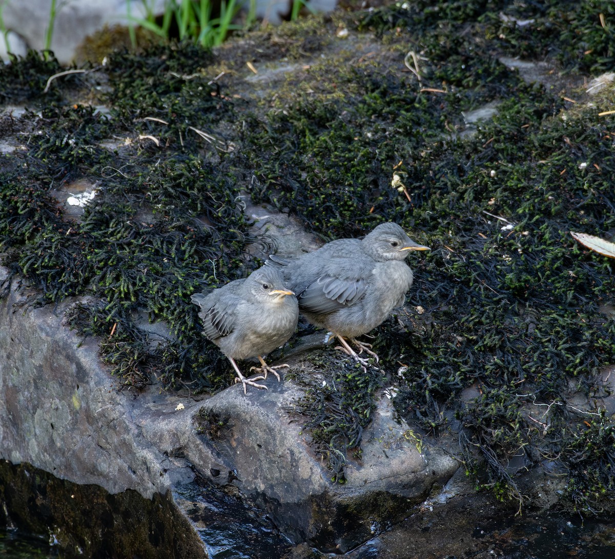 American Dipper - ML622245180