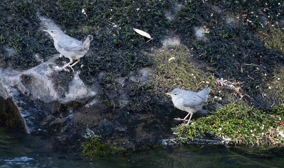 American Dipper - ML622245181