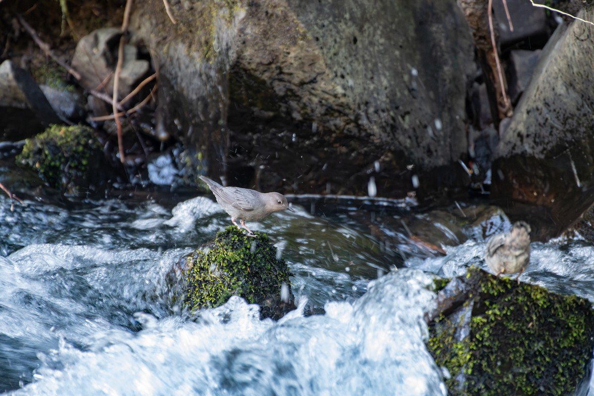 American Dipper - ML622245182