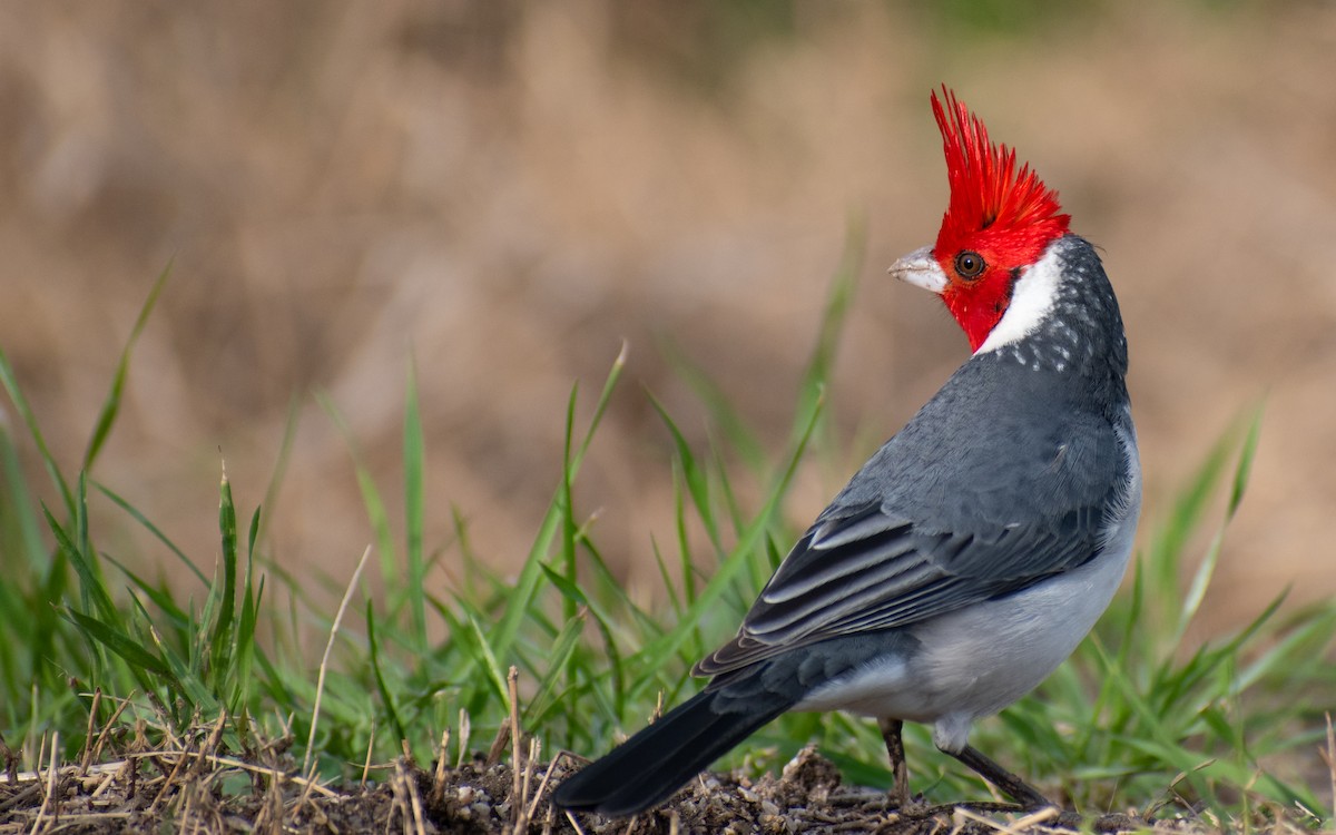 Red-crested Cardinal - ML622245307