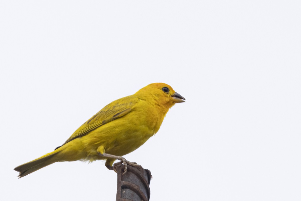 Saffron Finch - ML622245347