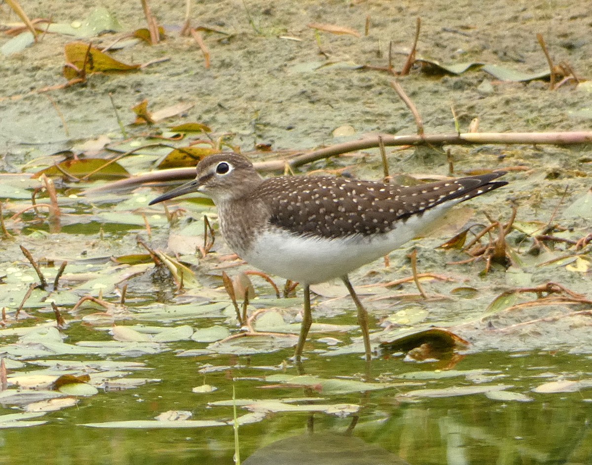 Solitary Sandpiper - ML622245430