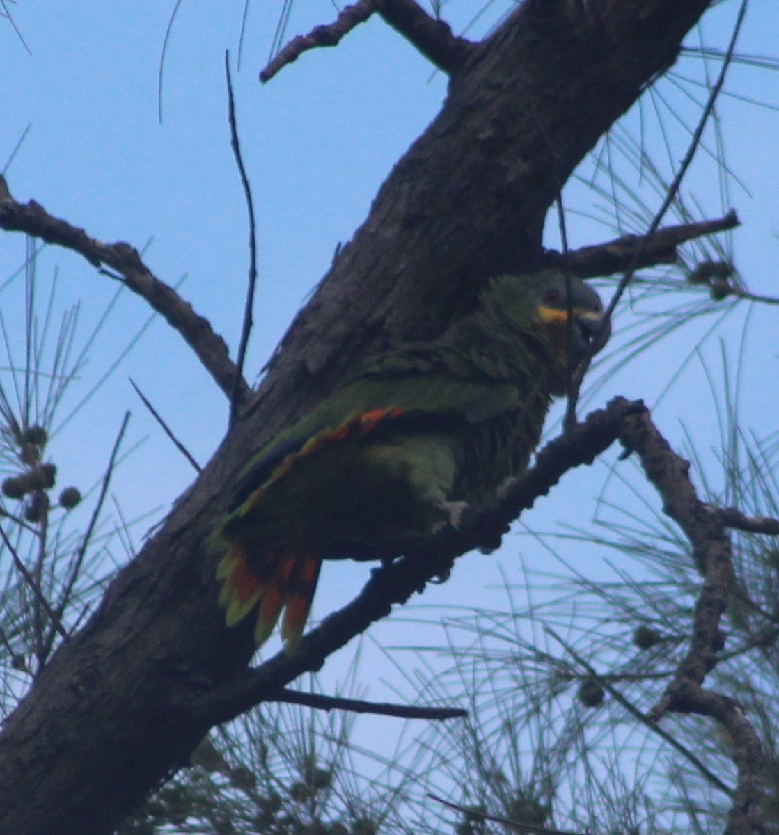 Orange-winged Parrot - ML622245624