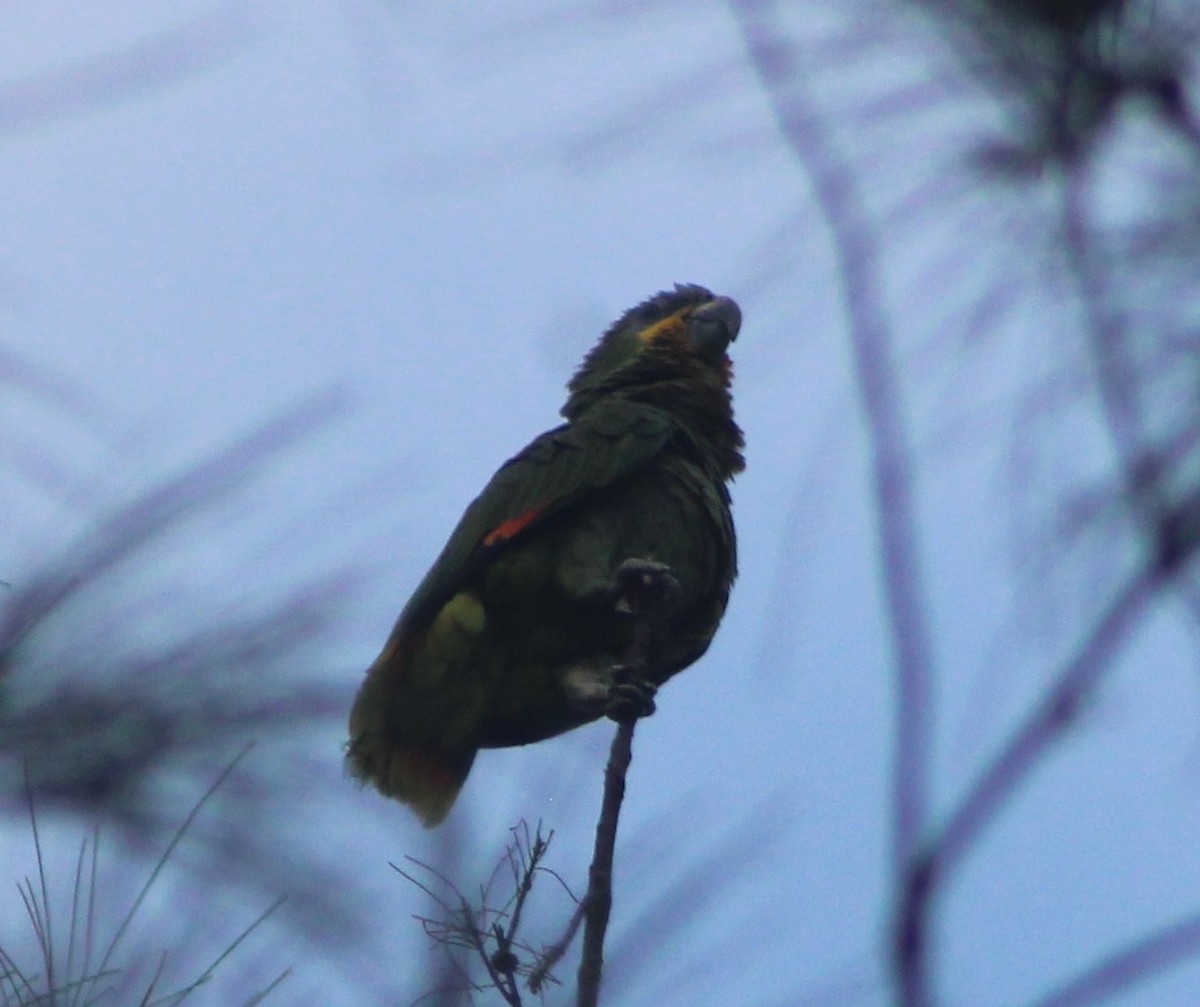 Orange-winged Parrot - ML622245625