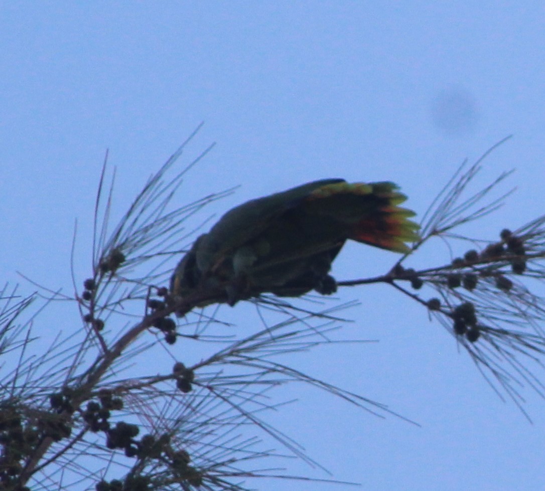 Orange-winged Parrot - ML622245626