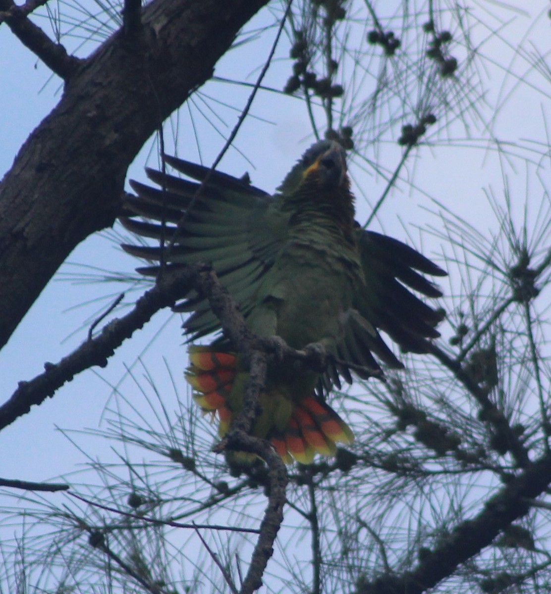 Orange-winged Parrot - ML622245627