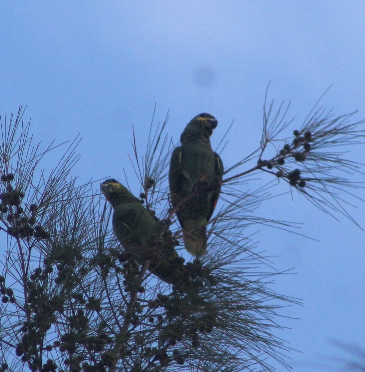 Orange-winged Parrot - ML622245628