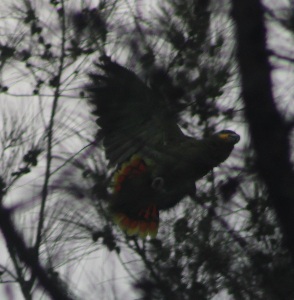 Orange-winged Parrot - ML622245629