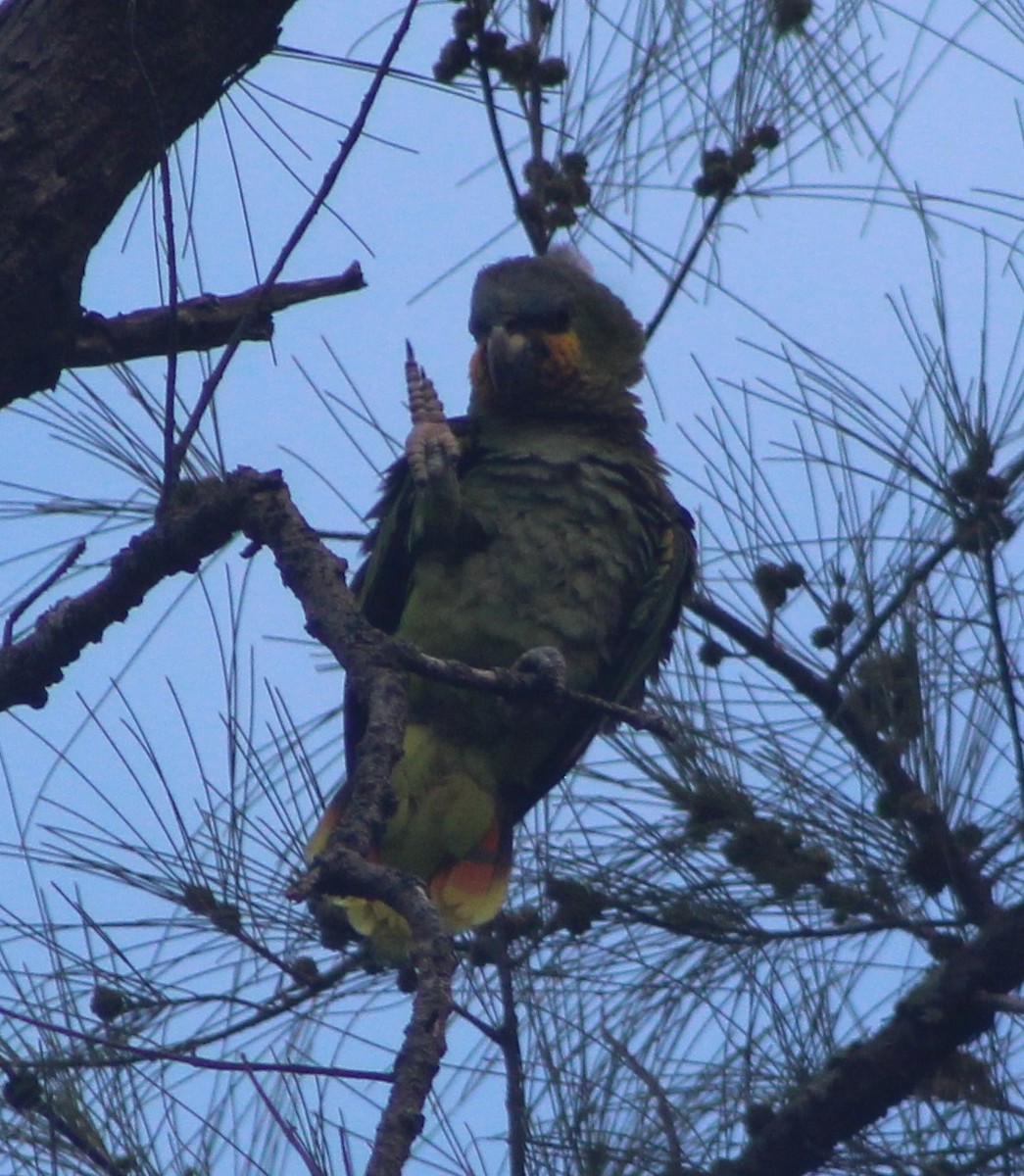 Orange-winged Parrot - ML622245630