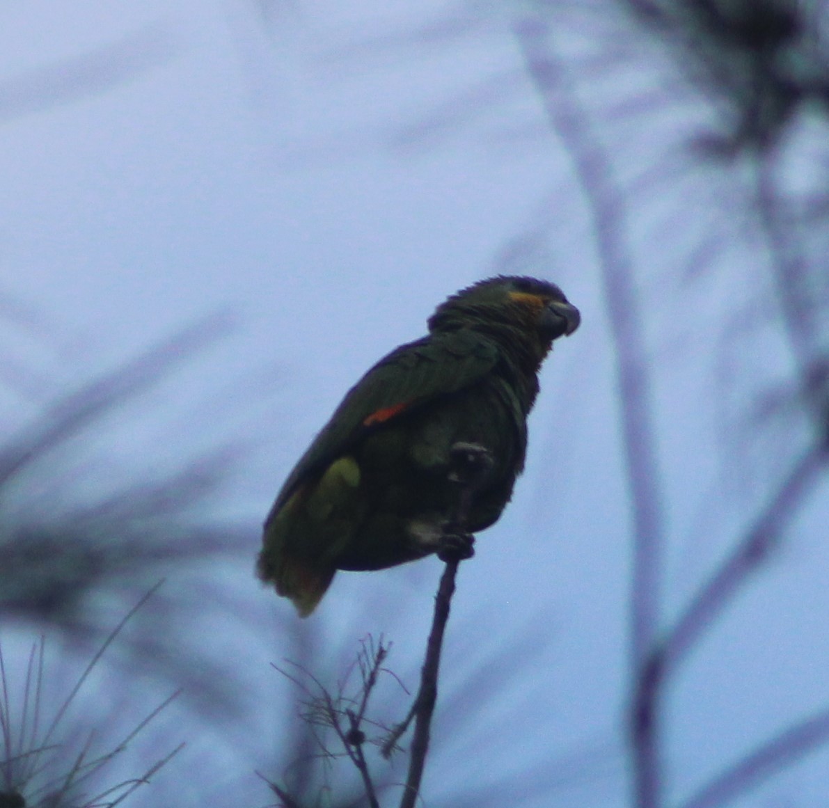 Orange-winged Parrot - ML622245631