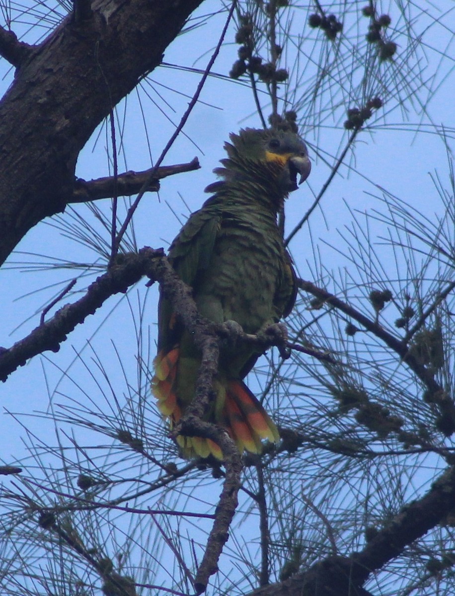 Orange-winged Parrot - ML622245632