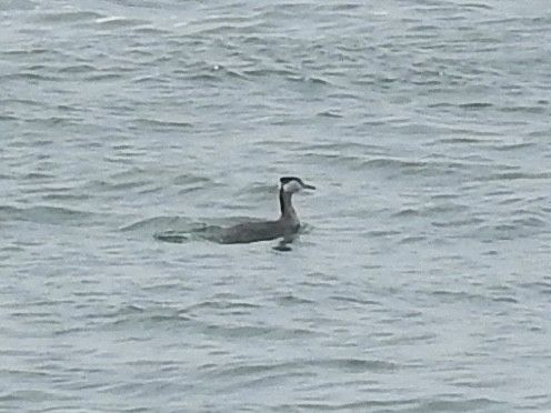 Red-necked Grebe - ML622245646