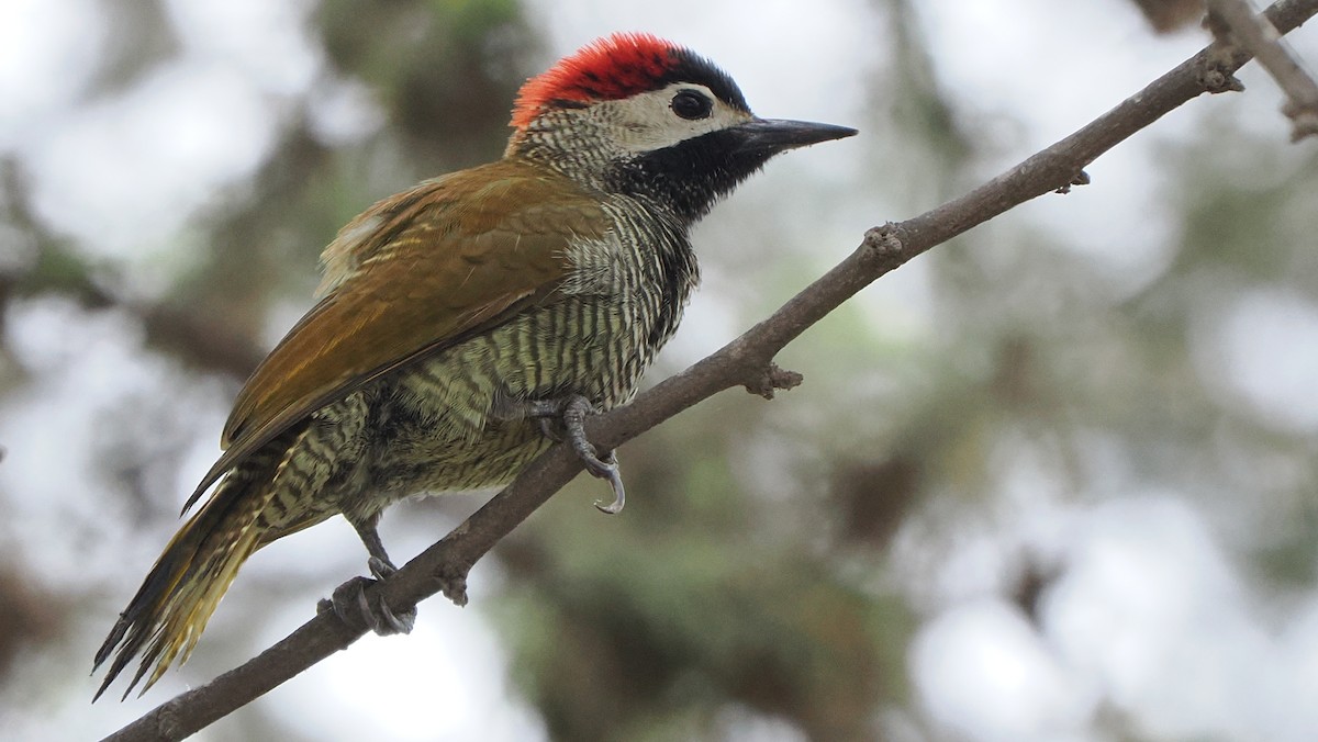 Golden-olive Woodpecker (rubripileus) - ML622245692