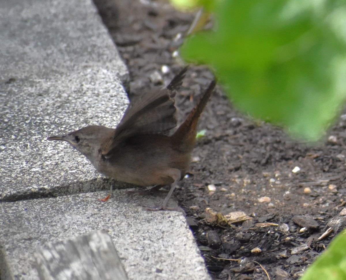 House Wren - ML622245709