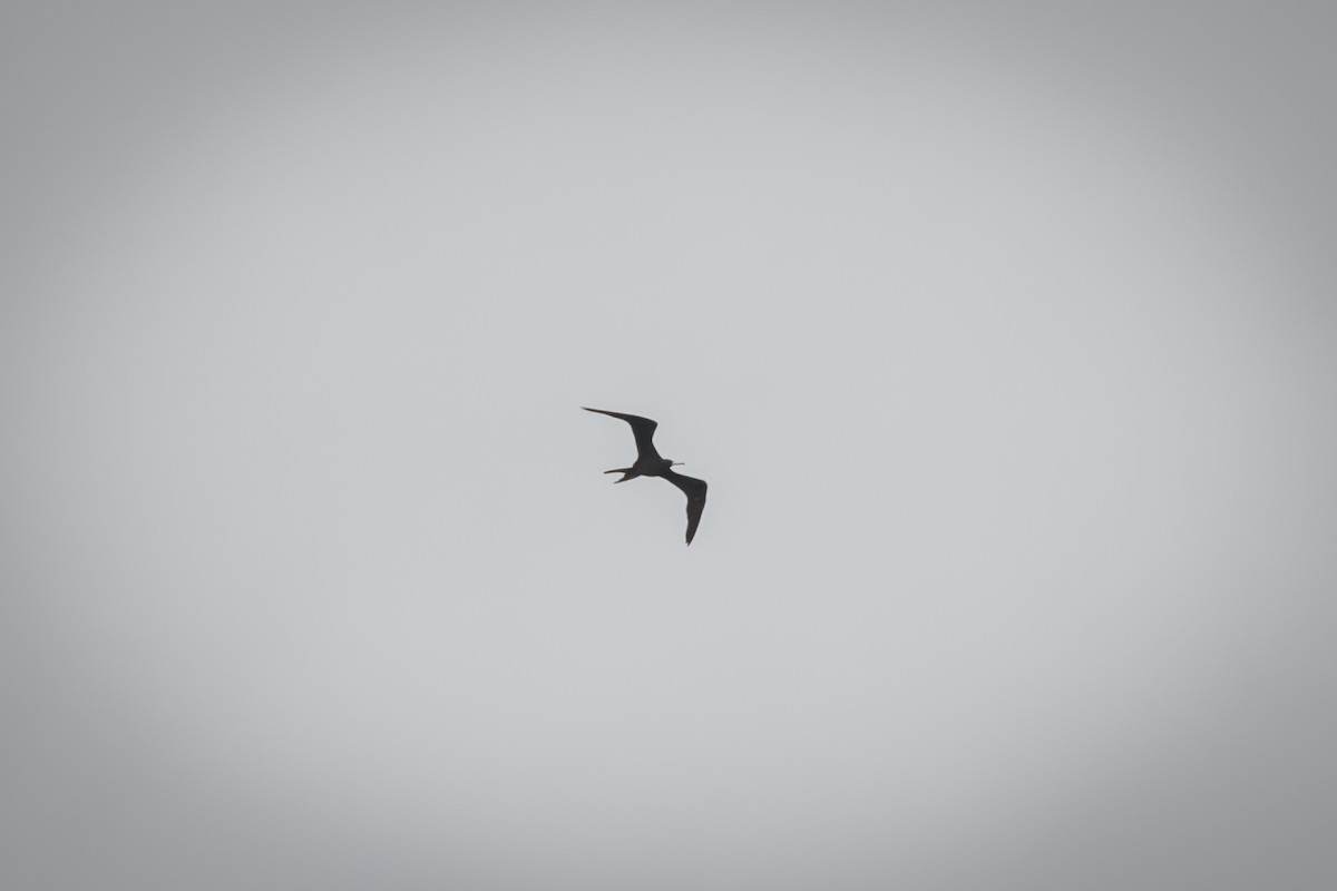 Magnificent Frigatebird - Eric Link